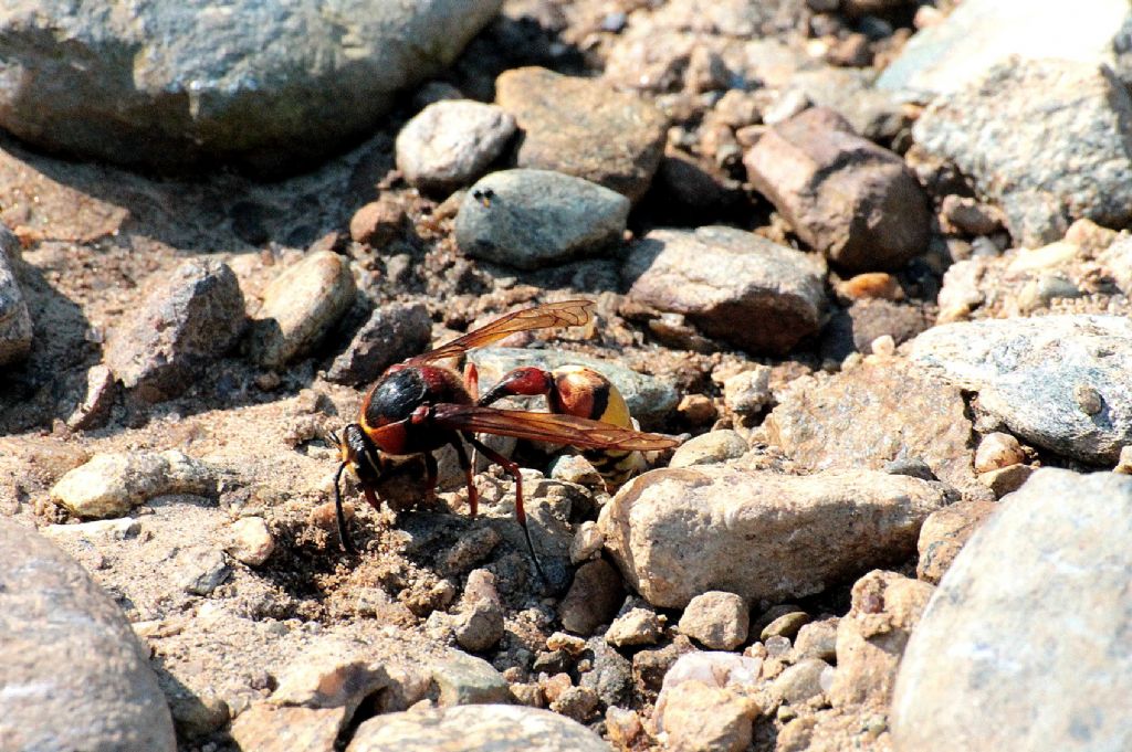 Delta unguiculatum,  Vespidae Eumeninae